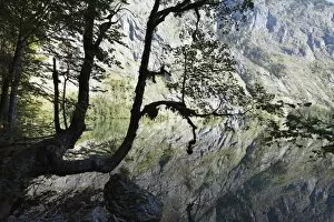 Mirrored Gallery: Maple tree on Lake Obersee, Berchtesgaden Alps, Nationalpark Berchtesgaden national park