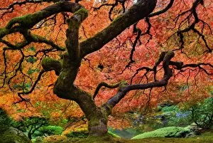 Pond Gallery: Maple tree at portland Japanese garden in fall