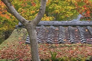 Images Dated 17th November 2004: Maples around a Tea House, Kyoto, Honshu, Japan