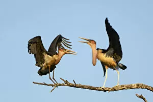 Two Marabou Stork argue over a perch