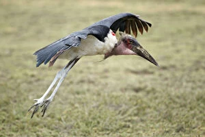 Images Dated 30th January 2011: Marabou Stork -Leptoptilos crumeniferus- approaching to land, Serengeti, Tanzania, Africa