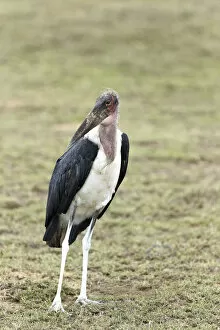 Images Dated 30th January 2011: Marabou Stork -Leptoptilos crumeniferus-, standing, Serengeti, Tanzania, Africa