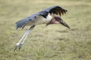 Savannah Prints: Marabou Stork -Leptoptilos crumeniferus- approaching to land, Serengeti, Tanzania, Africa