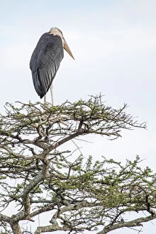 Images Dated 20th September 2014: Marabou stork perched on an acacia tree