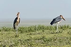 Images Dated 23rd February 2014: Marabou Storks -Leptoptilos crumeniferus-, Serengeti, Tanzania