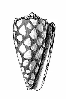 Mollusk Collection: Marbled Cone (Conus Marmoreus)