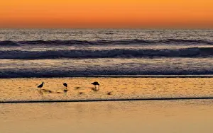 Sandpiper Prints: Marbled Godwits -Limosa fedoa- at sunset on the Pacific Coast