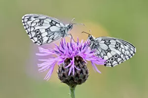 Knapweed Gallery: Two Marbled White Butterflies -Melanargia galathea- on Brownray Knapweed -Centaurea jacea