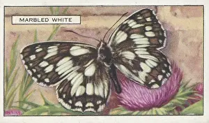 Marbled White Butterfly, Butterflies and Moths series, Gallaher Collectible Tobacco Card, 1938