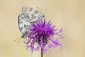 Images Dated 8th July 2013: Marbled White Butterfly -melanargia galathea- pair mating on Brown Knapweed -Centaurea jacea