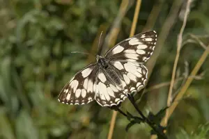 Marbled White butterfly (Melanargia galathea)