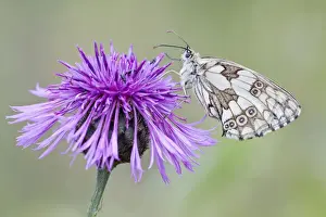 Marbled White Butterfly -Melanargia galathea- on Brownray Knapweed -Centaurea jacea-, North Hesse, Hesse, Germany