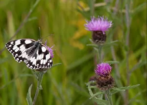 Images Dated 15th July 2015: Marbled white butterfly on thistle