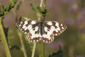 Marbled White -Melanargia galathea- basking on a thistle stalk, Altenseelbach, Neunkirchen, North Rhine-Westphalia, Germany