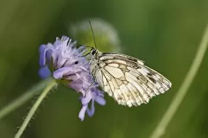 Images Dated 26th June 2011: Marbled White -Melanargia galathea- butterfly, male, Franconian Switzerland, Bavaria, Germany