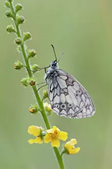 Butterfly Insect Gallery: Marbled White -Melanargia galathea-, Germany