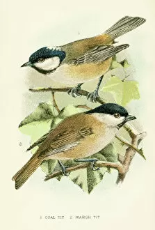 Songbird Gallery: March and coal tit birds engraving 1896