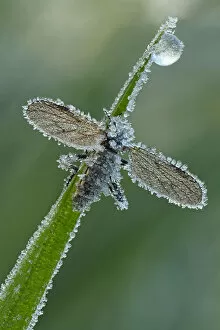 Images Dated 4th May 2014: March Fly or St Marks Fly -Bibio-, with hoarfrost ice crystals, Hesse, Germany