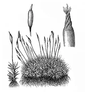 Plant Part Prints: Marchantia polymorpha - Common Liverwort or Umbrella Liverwort