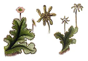 Marchantia polymorpha, sometimes known as the common liverwort or umbrella liverwort