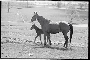 Bluegrass Prints: Mare and Foal Standing by Fence