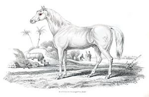Images Dated 17th June 2015: Marengo Bonapartes horse 1841