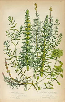 Mares Tail, Horsetail, Water Milfoil and Starwort, Victorian Botanical Illustration
