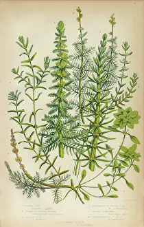 Mares Tail, Horsetail, Water Milfoil and Starwort, Victorian Botanical Illustration