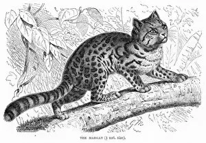Images Dated 11th May 2017: Margay cat engraving 1894