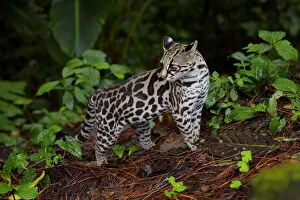 Images Dated 12th April 2017: Margay (Leopardus wiedii)