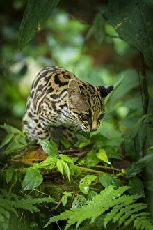 Images Dated 3rd March 2017: Margay (Leopardus wiedii)