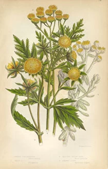 Images Dated 3rd March 2016: Marigold, Cottonweed, Sunflower, Tansy, Victorian Botanical Illustration