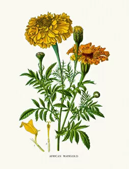 Single Flower Gallery: Marigold flowers