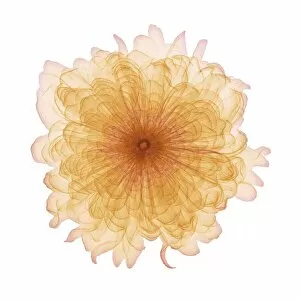 Delicate Gallery: Marigold (Tagetes sp.) flower head, X-ray