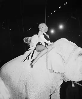 Animal Riding Prints: Marilyn Monroe Rides a Pink Elephant