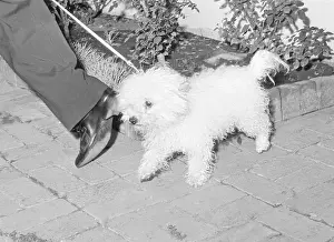 Leash Prints: Marilyn Monroe's Dog