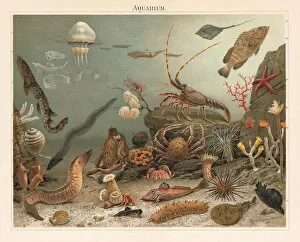 Marine aquarium in the Zoological Station Naples, litograph, published 1897