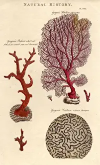 Marine Flora
