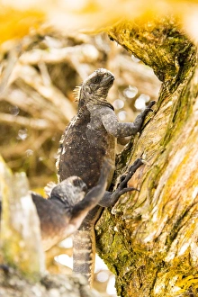 Marine Iguana Gallery: Marine Iguana