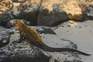 Images Dated 31st December 2012: Marine Iguana -Amblyrhynchus cristatus-, Mosquera Island, Galapagos Islands, Ecuador