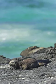 Marine Iguana Gallery: Marine Iguana -Amblyrhynchus cristatus-, San Cristobal Island, Galapagos Islands, Ecuador