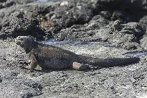 Images Dated 30th December 2012: Marine Iguana -Amblyrhynchus cristatus-, San Cristobal Island, Galapagos Islands, Ecuador