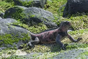 Images Dated 29th December 2012: Marine Iguana -Amblyrhynchus cristatus-, Espanola Island, Galapagos Islands, Ecuador