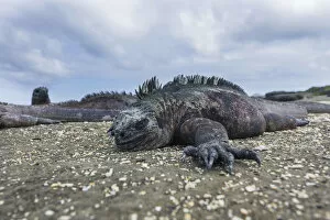 Images Dated 23rd December 2012: Marine Iguana -Amblyrhynchus cristatus-, San Salvador Island, Galapagos Islands, Ecuador