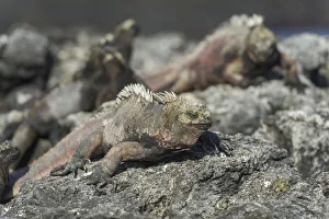 Images Dated 23rd December 2012: Marine Iguana -Amblyrhynchus cristatus-, San Salvador Island, Galapagos Islands, Ecuador