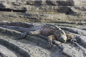 Images Dated 23rd December 2012: Marine Iguana -Amblyrhynchus cristatus-, San Salvador Island, Galapagos Islands, Ecuador