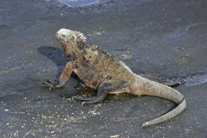 Images Dated 23rd December 2012: Marine Iguana -Amblyrhynchus cristatus-, San Salvador Island, Galapagos Islands, Ecuador