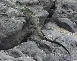 Marine Iguana Gallery: Marine Iguana -Amblyrhynchus cristatus- climbing over lava rocks, Fernandina Island