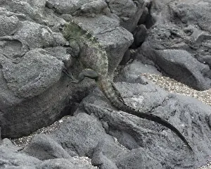 Marine Iguana -Amblyrhynchus cristatus- climbing over lava rocks, Fernandina Island, Galapagos Islands, Ecuador