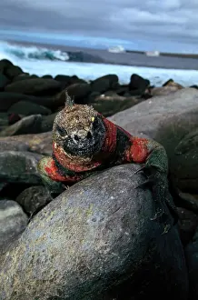 Marine iguana (Amblyrhynchus cristatus) Ecuador, close-up